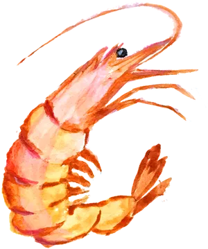 Watercolor Shrimp Illustration