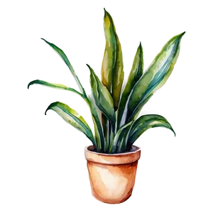 Watercolor Snake Plant Png Tla72 PNG image