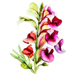 Watercolor Snapdragon Flowers Png Lap1 PNG image