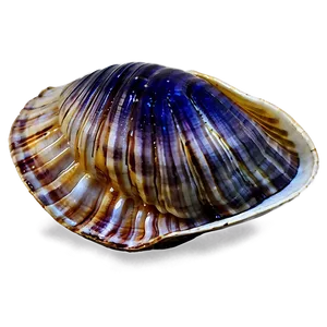 Watercolor Style Clam PNG Ono PNG
