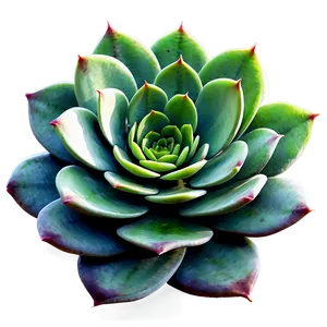 Watercolor Succulent Png Xlr PNG image