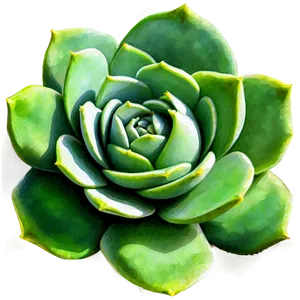 Watercolor Succulents Art Png 06212024 PNG image