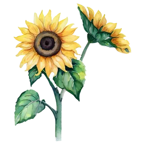 Watercolor Sunflower Artwork Design Png Pjh27 PNG image