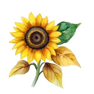Watercolor Sunflower Illustration PNG 6