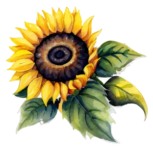 Watercolor Sunflower Illustration PNG Gub79