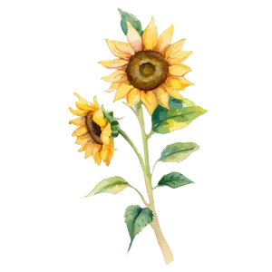 Watercolor Sunflower PNG 96