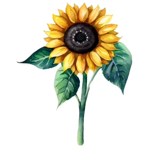 Watercolor Sunflower Png Kot PNG image