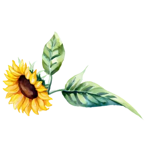 Watercolor Sunflower Transparent PNG Cpi49 PNG