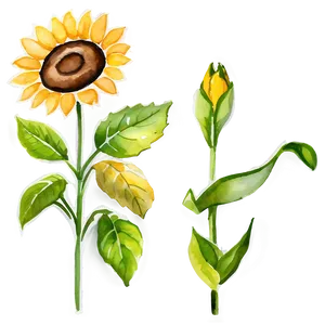 Watercolor Sunflower Transparent PNG Mkj