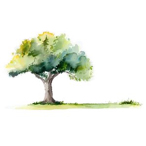 Watercolor Tree Elevation PNG Bcc