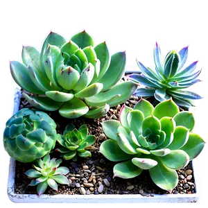 Waterwise Succulent Landscape PNG 06212024 PNG