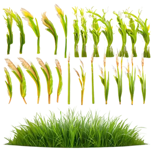 Waving Grass Animation Png Qhg69 PNG image
