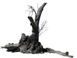 Weathered_ Tree_ Trunk_ Isolated.png