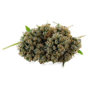 Weed A PNG image