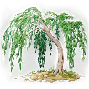 Weeping Willow Tree Branch Png 05252024 PNG image