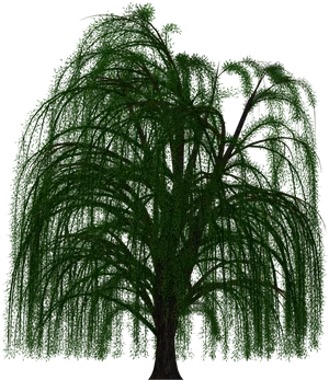 Weeping Willowat Night