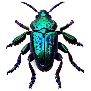 Weevil Beetle Graphic Png 06292024 PNG image