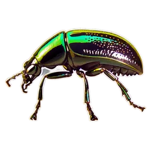 Weevil Educational Diagram PNG Bbh