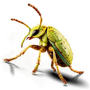 Weevil In Habitat PNG Ibb