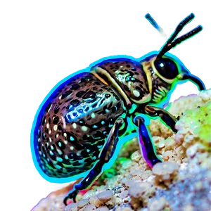 Weevil In Habitat PNG New