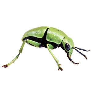 Weevil In Nature Background Png Dfx PNG image