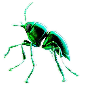 Weevil Infestation Image Png Ufy23 PNG image