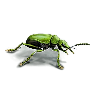 Weevil Pest Illustration PNG Btc