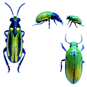 Weevil Species Comparison PNG 48
