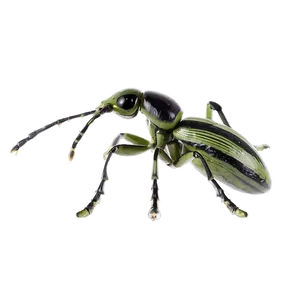 Weevil Species Comparison PNG 73