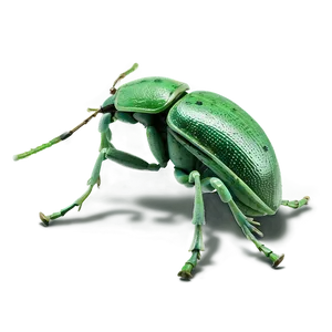 Weevil Species Comparison PNG Dgw PNG