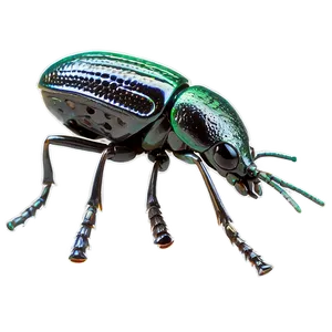 Weevil Under Microscope PNG Jih53 PNG