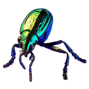 Weevil Under Microscope PNG Tyf