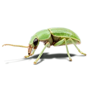 Weevil Wildlife Photography PNG Lpa67 PNG