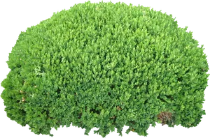 Well Manicured Green Shrub Isolated PNG