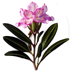 West Virginia State Flower Rhododendron PNG Gxn