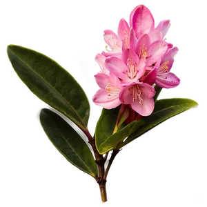West Virginia State Flower Rhododendron PNG Jwa