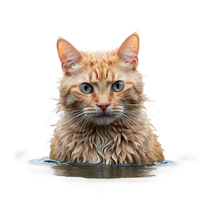 Wet Cat Meme PNG 05212024 PNG