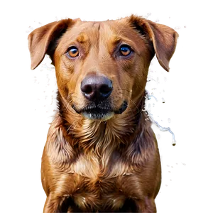 Wet Dogs PNG 05242024 PNG