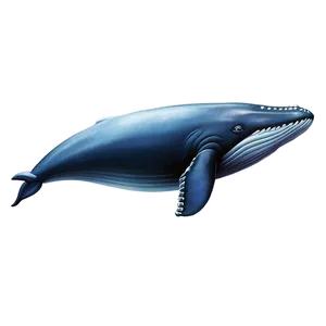 Whale And Moon Png Odh5 PNG image