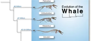 Whale Evolution Chart PNG image