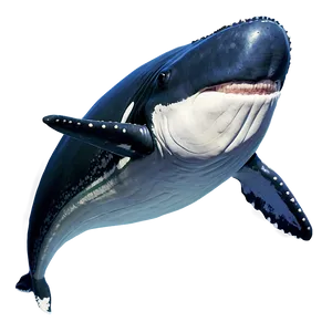 Whale Illustration Png 28 PNG image