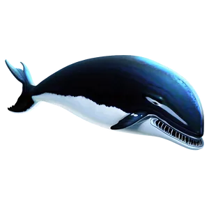 Whale Illustration Png 97 PNG image