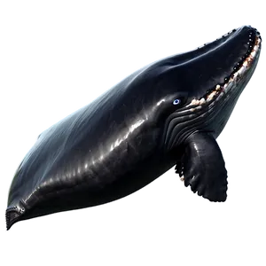 Whale Outline Png Ueo22 PNG image