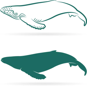 Whale Shark Comparison Graphic PNG image