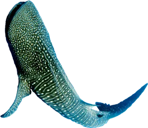 Whale Shark Underwater Beauty PNG image