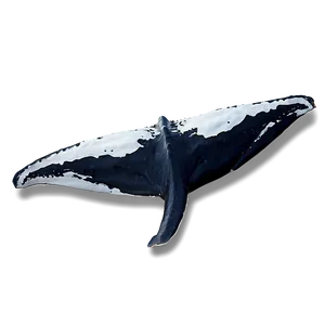 Whale Tail PNG 27 PNG
