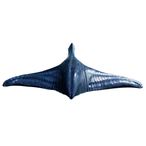 Whale Tail PNG 7