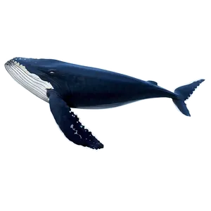 Whale Tail PNG Mnu14 PNG