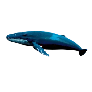 Whale Underwater Png Yjf PNG image