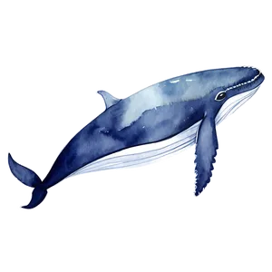 Whale Watercolor PNG 48 PNG